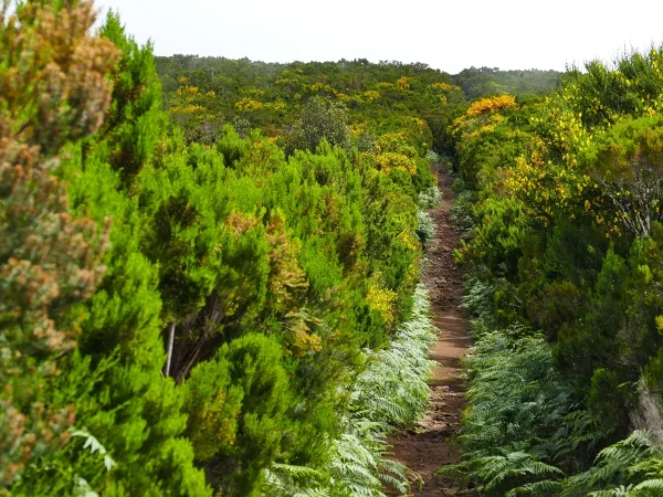 Vereda_do_Fanal_1