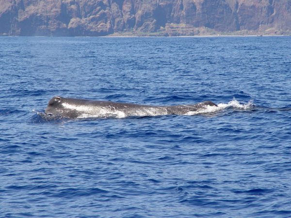 albano-aktiv-external-tours-dolphin-whale-watching-5