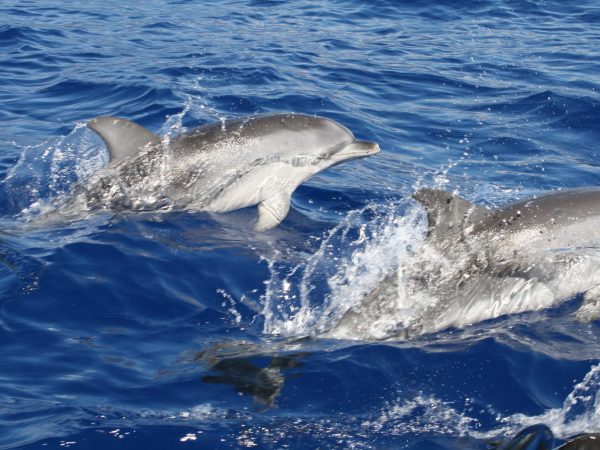 albano-aktiv-external-tours-dolphin-whale-watching-514