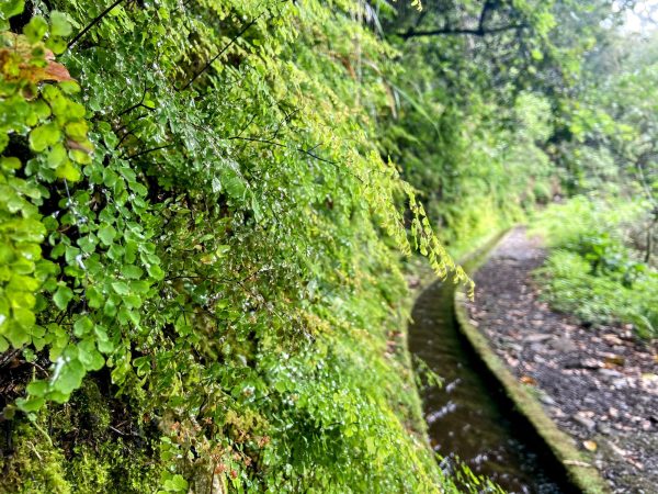 albano-aktiv-hike-levada-do-rei-1
