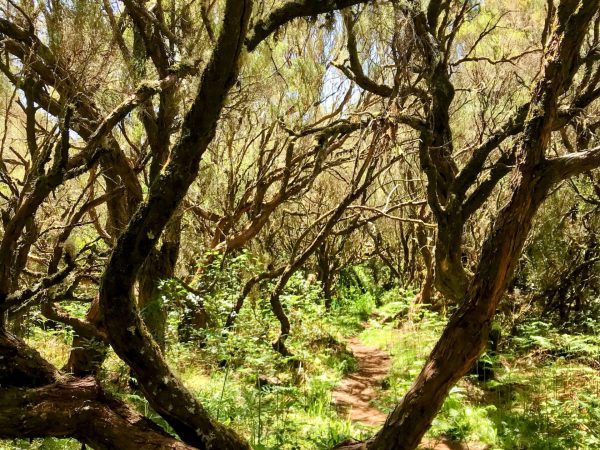 albano-aktiv-hike-lombo-do-mouro-12