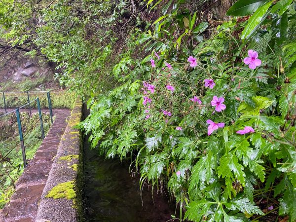 albano-aktiv-rabacal-25-fontes-5