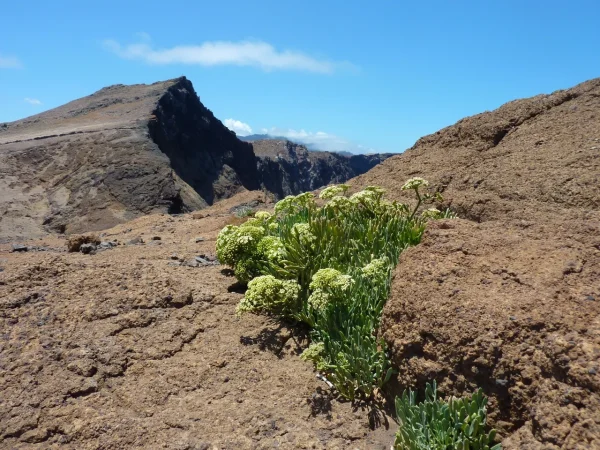 ponta_de_sao_lourenco_1