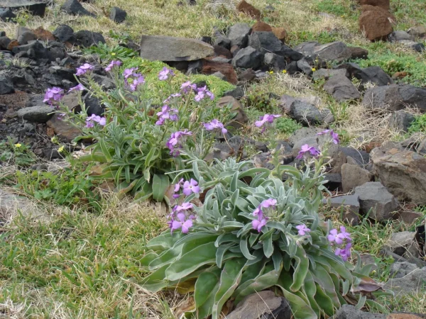 ponta_de_sao_lourenco_3